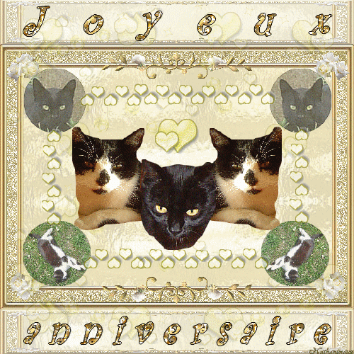 anniversaire chat perché reims