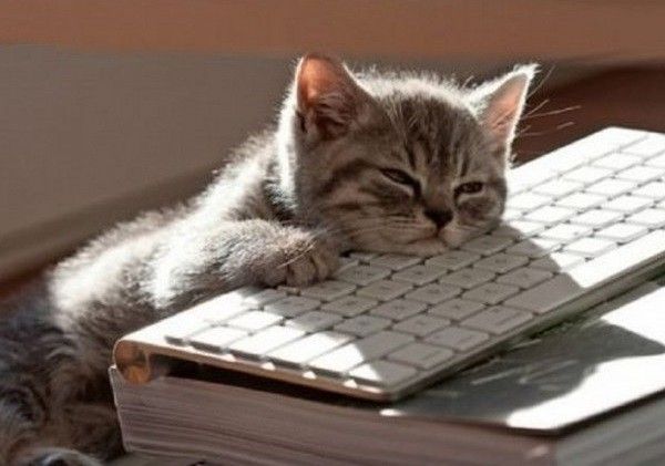 le chat fatigué sur le clavier, image size:600x421