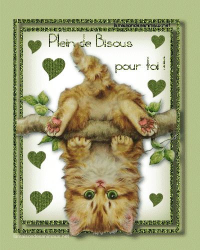 Résultat de recherche d'images pour "plein de bisous chat"