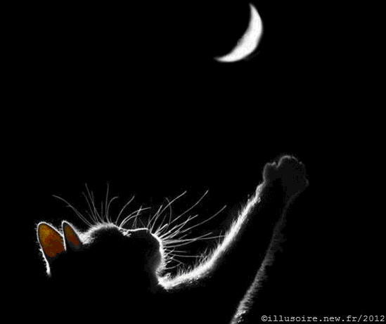 Topic des chats - Page 10 E5f3fe53
