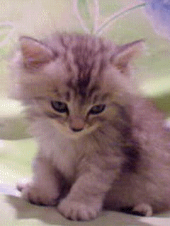 chaton fatigué, image size:240x320